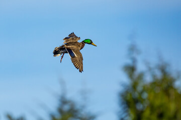 Beautiful Drake Mallard Deploys Air Brakes and Zeroes in on Landing