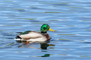 Handsome Drake Mallard Swims on a Quiet Reflective Pond