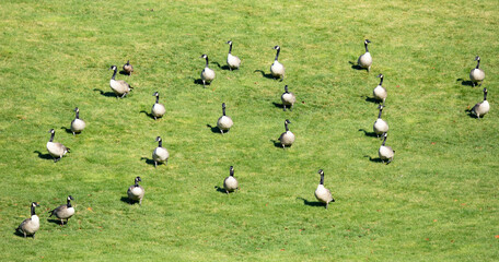 Bif Flock of Canada Geese Waddle Down a Grassy Hillside