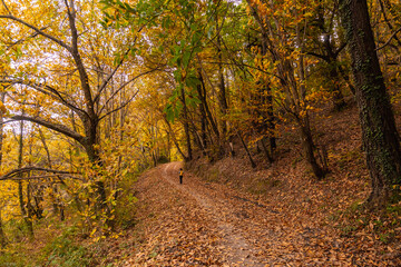 Fototapeta premium Girl on a path of beautiful trees in autumn on Mount Erlaitz in the town of Irun, Gipuzkoa. Basque Country