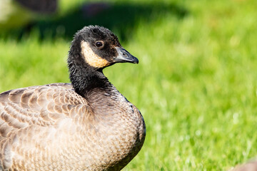 Detail of Small Cute Cackling Goose on Green Grass