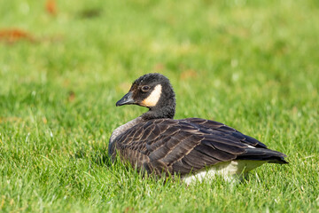 Detail of Small Cute Cackling Goose on Green Grass