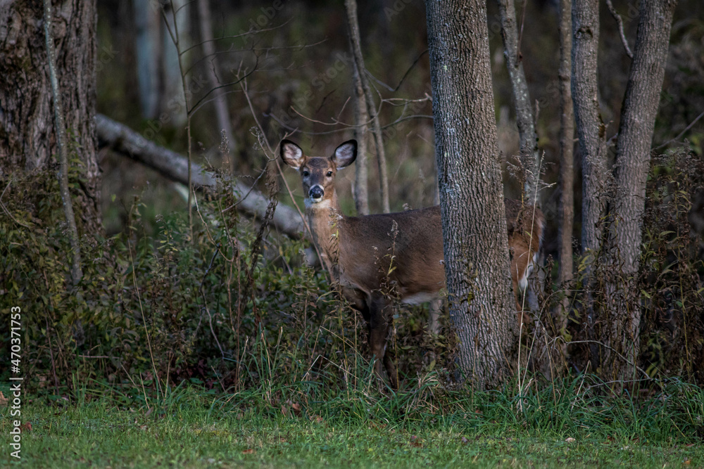 Wall mural Female whitetail deer, Doe along the edge of the wood line as the sun is setting. 