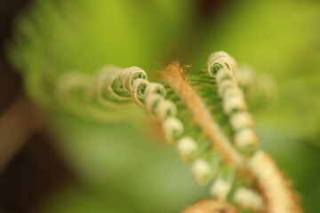 Macro shot of a fern leaf