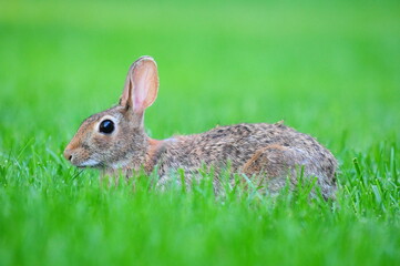 Rabbit in the Grass