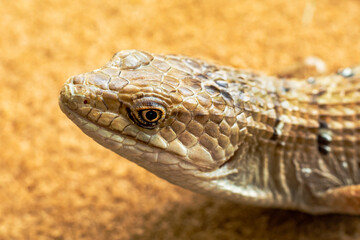 Alligator Lizard Portrait Closeup 