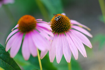 Obraz premium Flower with Bee