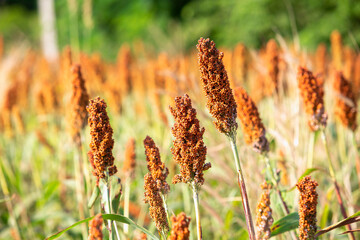 Ripe millet crops in the fields in autumn