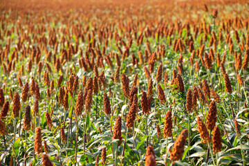 Ripe millet crops in the fields in autumn