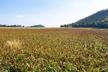 Ripe millet crops in the fields in autumn - 470373143
