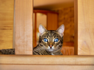 tabby cat with blue eyes looks attentively at the camera while lying between wooden panels