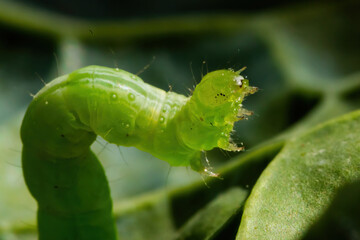 Cabbage worm up close