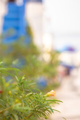 White and blue architecture on Santorini island on blurred background Traditional greek house and church in selective focus. Vacation and travel concept. Vertical photo