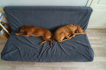 Couple of Vizsla dogs sleeping on couch, top view. Pet friends lying on sofa in living room wait for owner to come home from work. Lovely adult animals companions indoors. Care and friendship concept