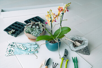 Gardening at home indoor repotting of orchid flowers in new planter with garden tools. Leaf propagation of succulents tray.