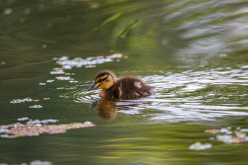 Australian pacific black duckling in a green lake with swamp water filled with algae and waterweed 