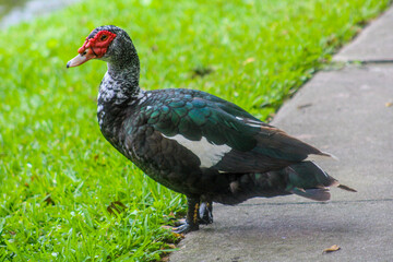 duck by grass 