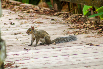 squirrel on a trail