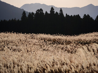 曽爾高原のススキ　森　山並み（奈良県宇陀郡曽爾村）