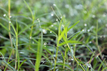 grass with drops