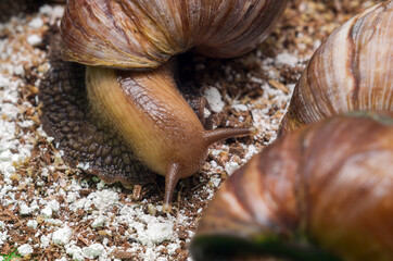 Achatina snails eating in the terrarium