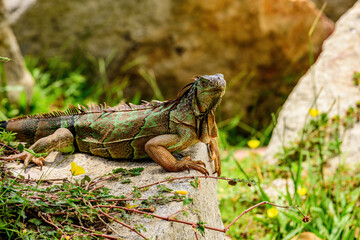 Green iguana also known as the American iguana is a lizard reptile in the genus Iguana in the iguana family.