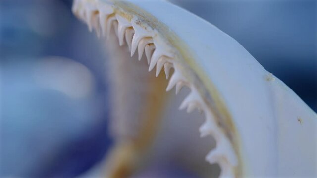 Focus transitions of sharks teeth