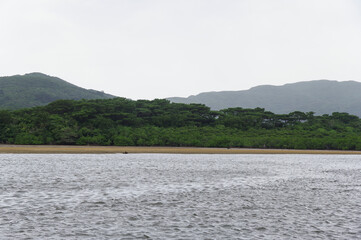 仲間川の岸辺を埋め尽くすマングローブの群生