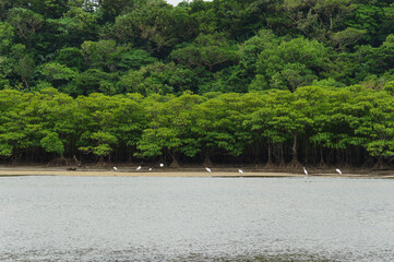 仲間川の岸辺を埋め尽くすマングローブの群生とシラサギ