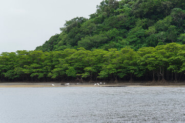 仲間川の岸辺を埋め尽くすマングローブの群生とシラサギ