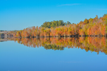 Mirror image of the beautiful colorful leaves on the trees, along the Little Ocmulgee River, McRae, Georgia