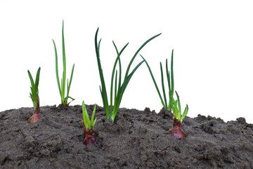 onions growing in soil