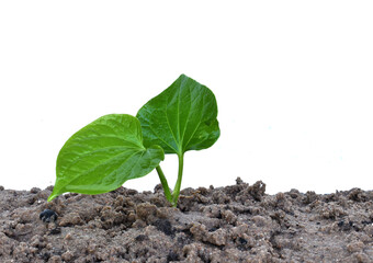 Piper sarmentosum Roxb. Planted isolated on a white background.