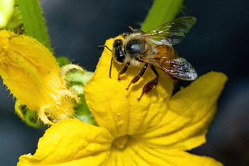 bee on a yellow flower