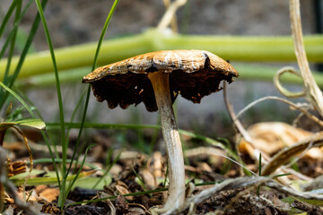 Toadstool in the garden