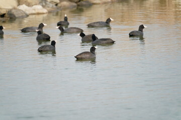 eurasian coot in the pond