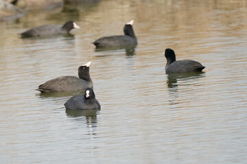 eurasian coot in the pond