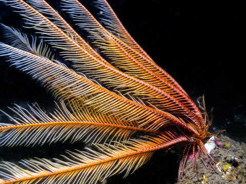 Feather Star (Florometra serratissima)
Feather Star photographed off the Southern Gulf Islands of British Columbia.
