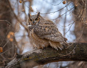Great horned owl adult perched roosting on tree branch 