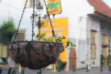Hanging plant decorations in the old city of Semarang with a blurred background