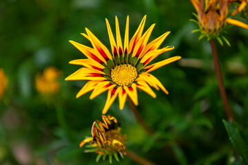 yellow flower in the garden