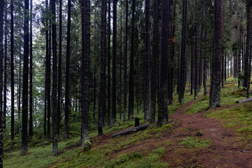  many pine trees on the forest path