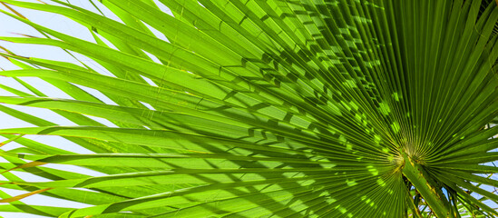 Green palm leaves as a background. Summer vacation and tropical nature concept.