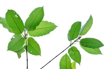 Naklejka na ściany i meble A branch of Kratom leaves with sunlight on white isolated background for green foliage backdrop 