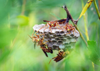 Hunter's Little Paper Wasps ready to protect the nest along the Shadow Creek Ranch Nature Trail in Pearland, Texas!