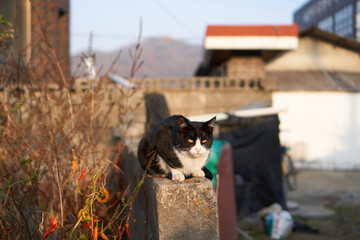 A black cat sitting down outside