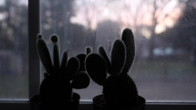 Small cactus plants in window