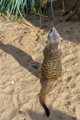 Back view of a meerkat with a black tail.