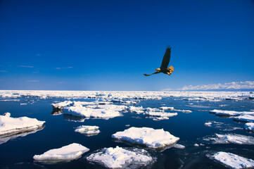 オホーツク海の流氷と鷲合成 © san724