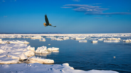 オホーツク海の流氷と鷲合成 © san724